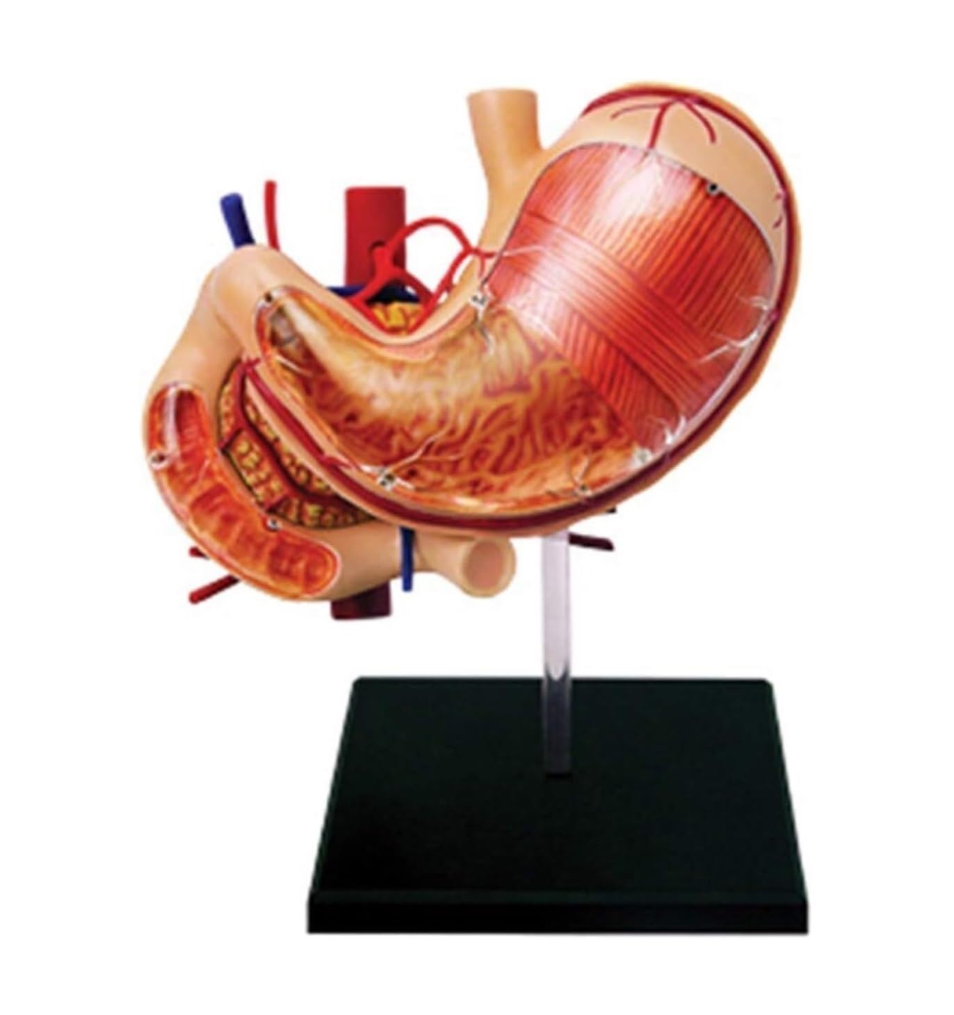 Anatomía De La Educación Modelo De Anatomía Órganos del Estómago Anatómico Humanos Desmontable 12 Piezas Humana Muñeca de Anatomía