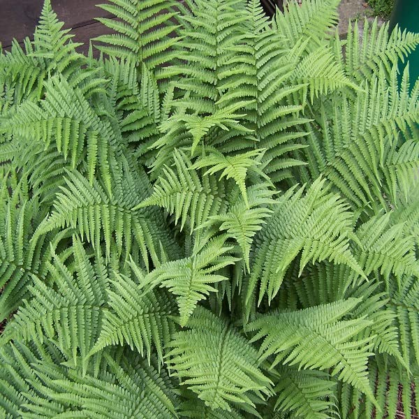 6x Wurmfarn 'Linearis Polydactyla' - Dryopteris filix-mas 'Linearis Polydactyla' - Topf 9x9cm - Filigraner Zierfarn