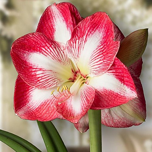 Amaryllis Monte Carlo - Big Bold Red Blooms with White Star