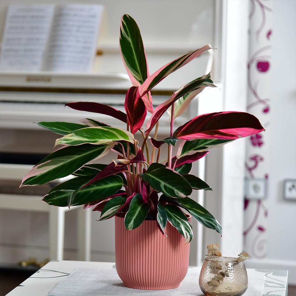 Zimmerpflanze Calathea Triostar No.19 | rosa-weiß-grüne Pflanze 60–70 cm im 19 cm Topf | ungiftig & pflegeleicht | luftreinigend | tropische Pflanze für Katzenfreunde & Wohnräume | Green Me Up