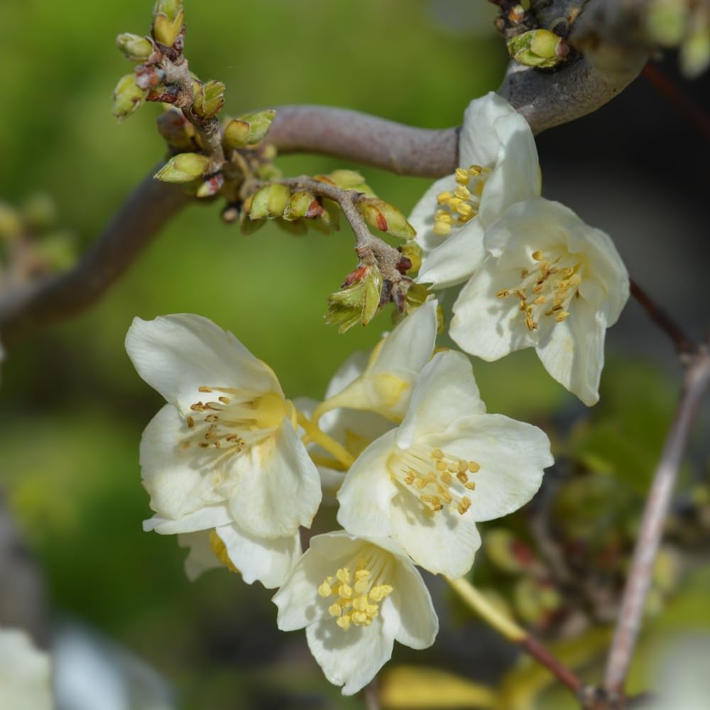 Philadelphus coronarius 'Aureus' – Golden Mock Orange with Fragrant White Blooms | Hardy Deciduous Shrub - 2X 9cm Potted Plants by Thompson & Morgan