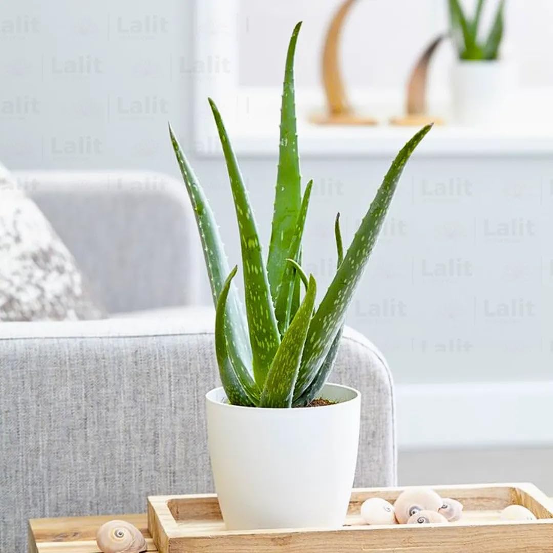 Aloe Vera Live Plant with Pot Natural Medicinal Succulent | Skin Hair Care Plant for Home Use | Indoor Outdoor Low Maintenance Air Purifying Plant for Balcony Garden Pack of 1-image-42