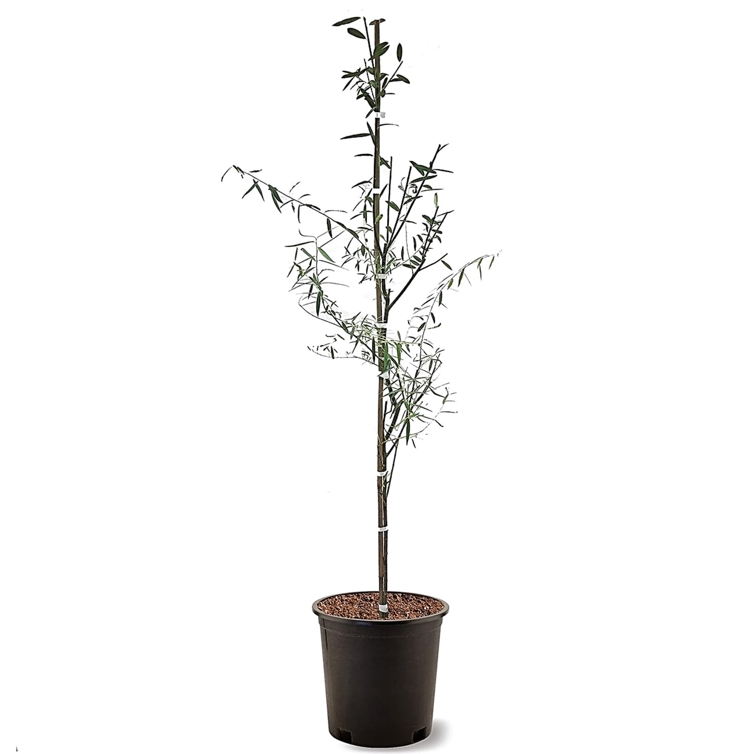 Weeping Willow 5 gal