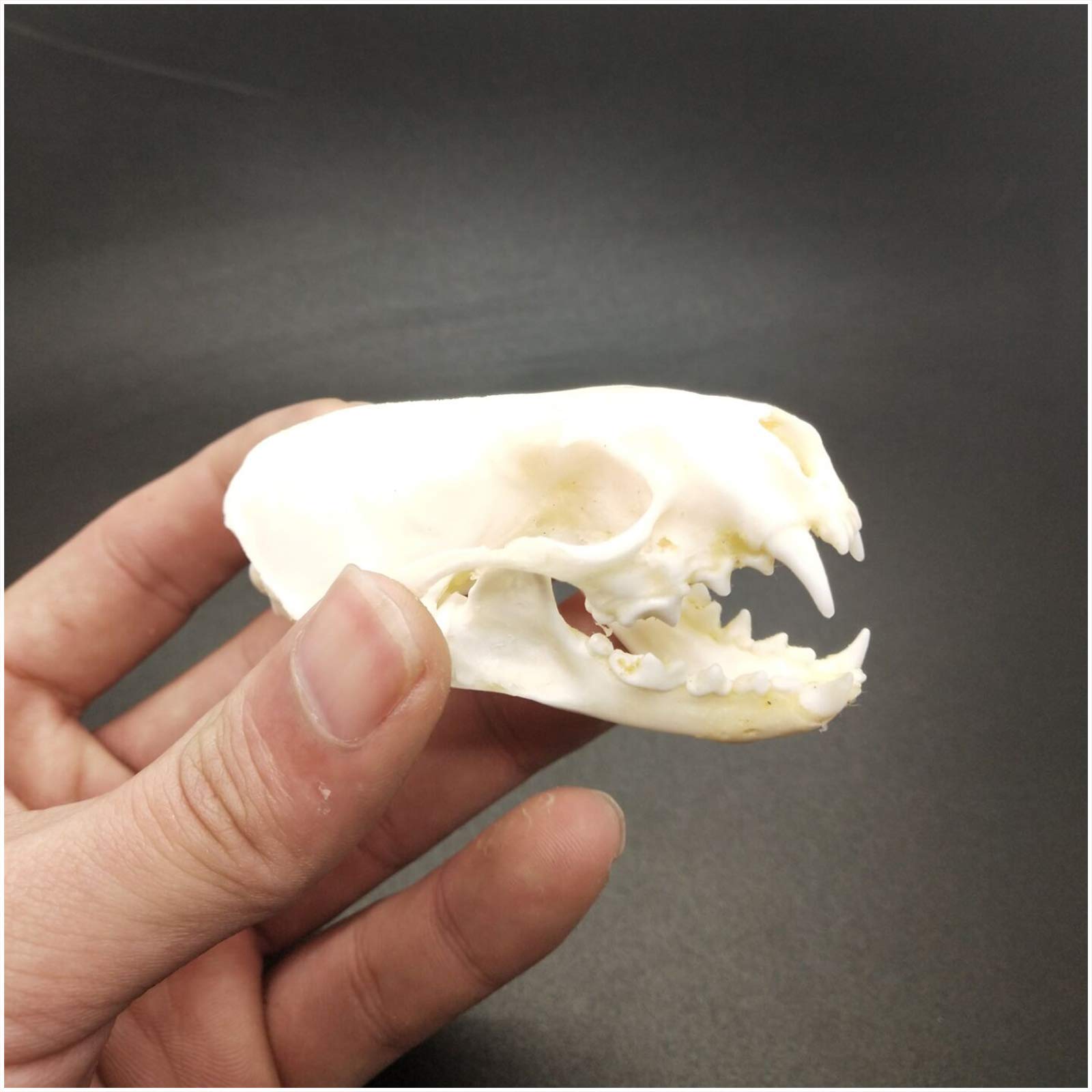 動物　頭骨 標本 61GIRDaJm8L._UF350,350_QL50_.jpg