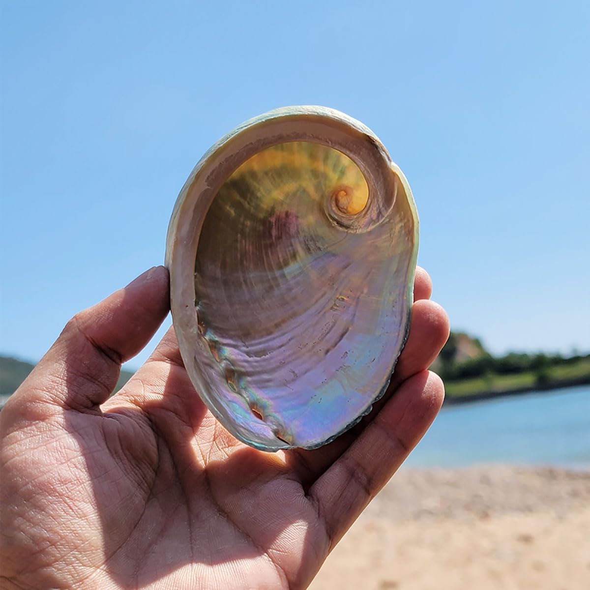 Coquillage, Coquille d'ormeau Bleu Ciel 9~10Cm, décor de fête à thème Plage