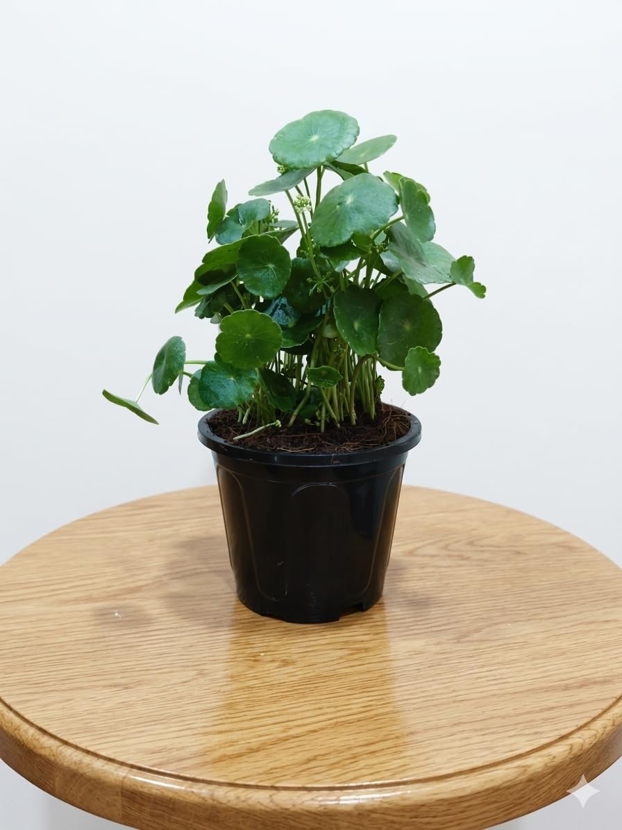 Chinese Money Plant - Lucky Indoor Plant -2
