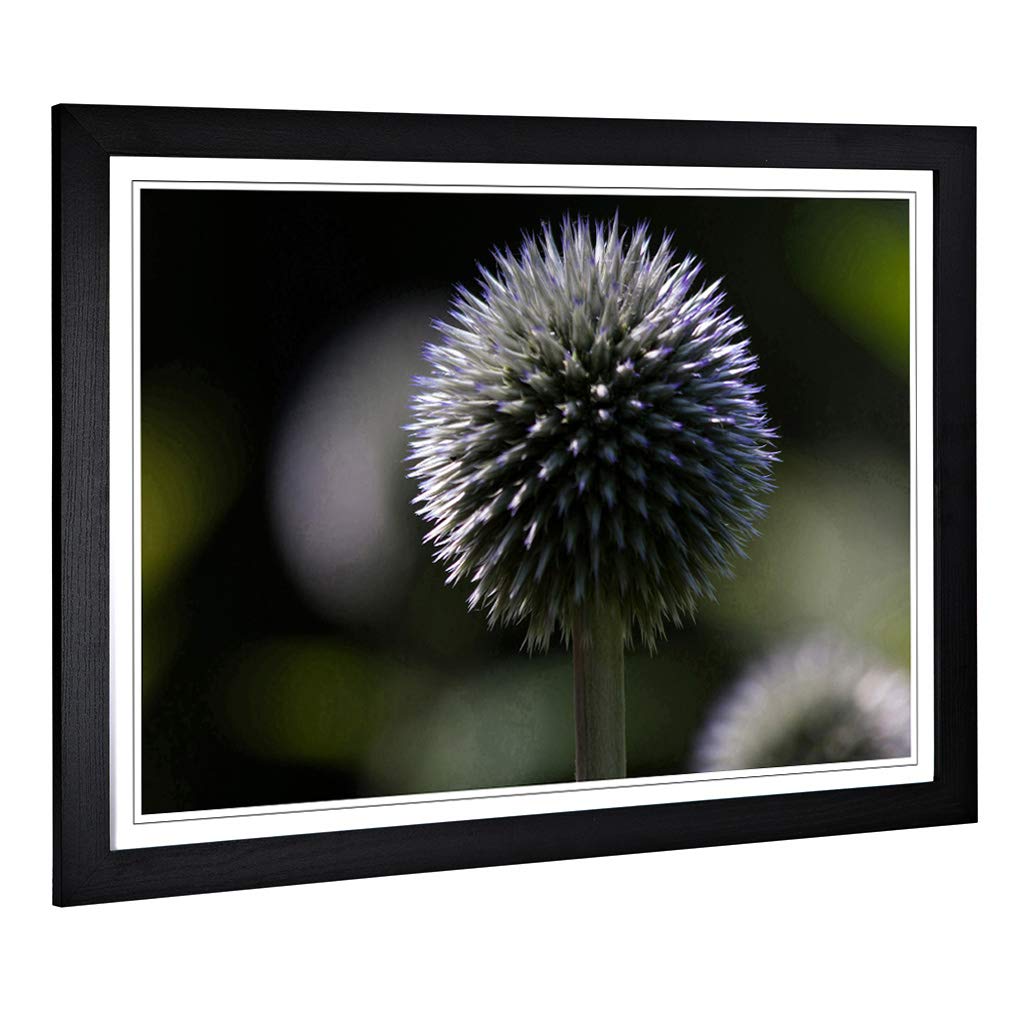 Big Box Art Framed Print of Flower Globe Thistle (1) Design | Wall Art Picture | Home Decor for Kitchen, Living, Dining Room, Bedroom, Hallway, Office, Black, A2 / 24.5x18 Inch / 62x45cm
