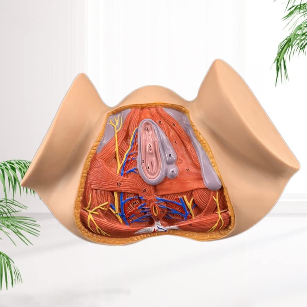 1 szt. Model anatomiczny kobiecego krocza w naturalnej wielkości – kolorowa pomoc dydaktyczna do nauki anatomii ginekologicznej w placówkach opieki zdrowotnej