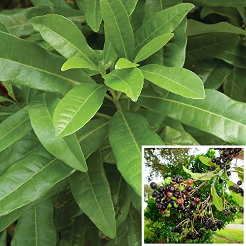 LIVE Allspice Plant -Wondering plant combined the flavour of Cinnamon, Nutmeg and Cloves