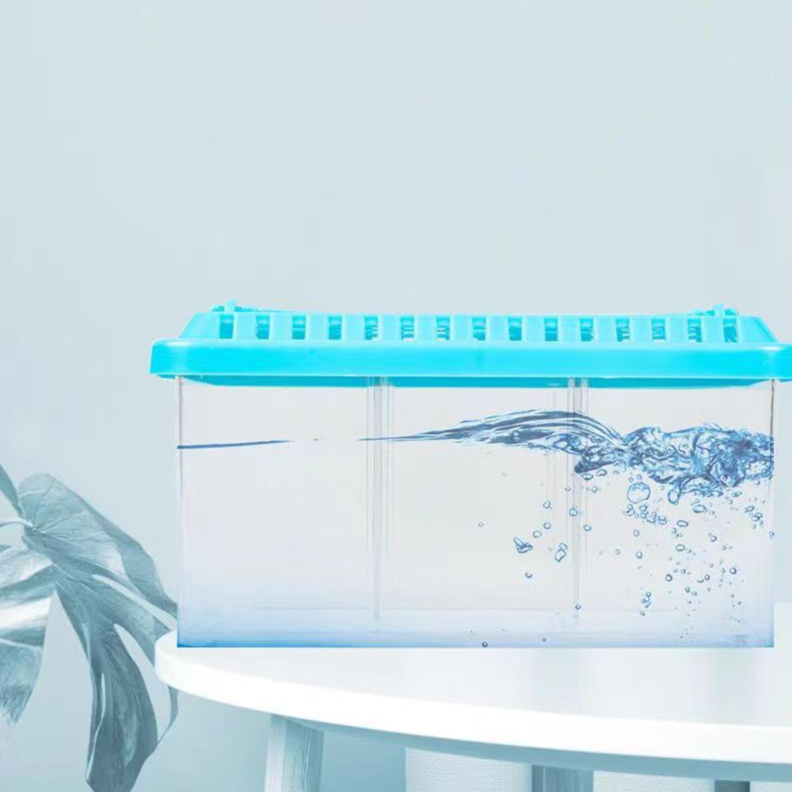 Amazon | ベタ水族館、ベタ水族館水槽 - 取り外し可能な仕切り付き水槽