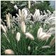 Pennisetum alopecuroides 'Cassian' – Ziergras im 1 Liter Topf