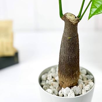 backside works. 鑼木結羅 鉢 2個セット backside works. 鑼木結羅 鉢 2個セット backside works. 鑼木結羅