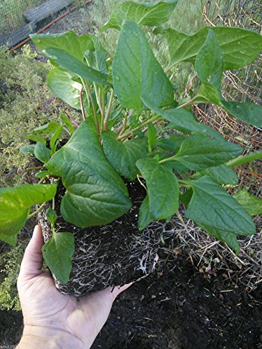 40 GOOD KING HENRY SEEDS Chenopodium bonus-henricus-Culinary/Medicinal Perennial