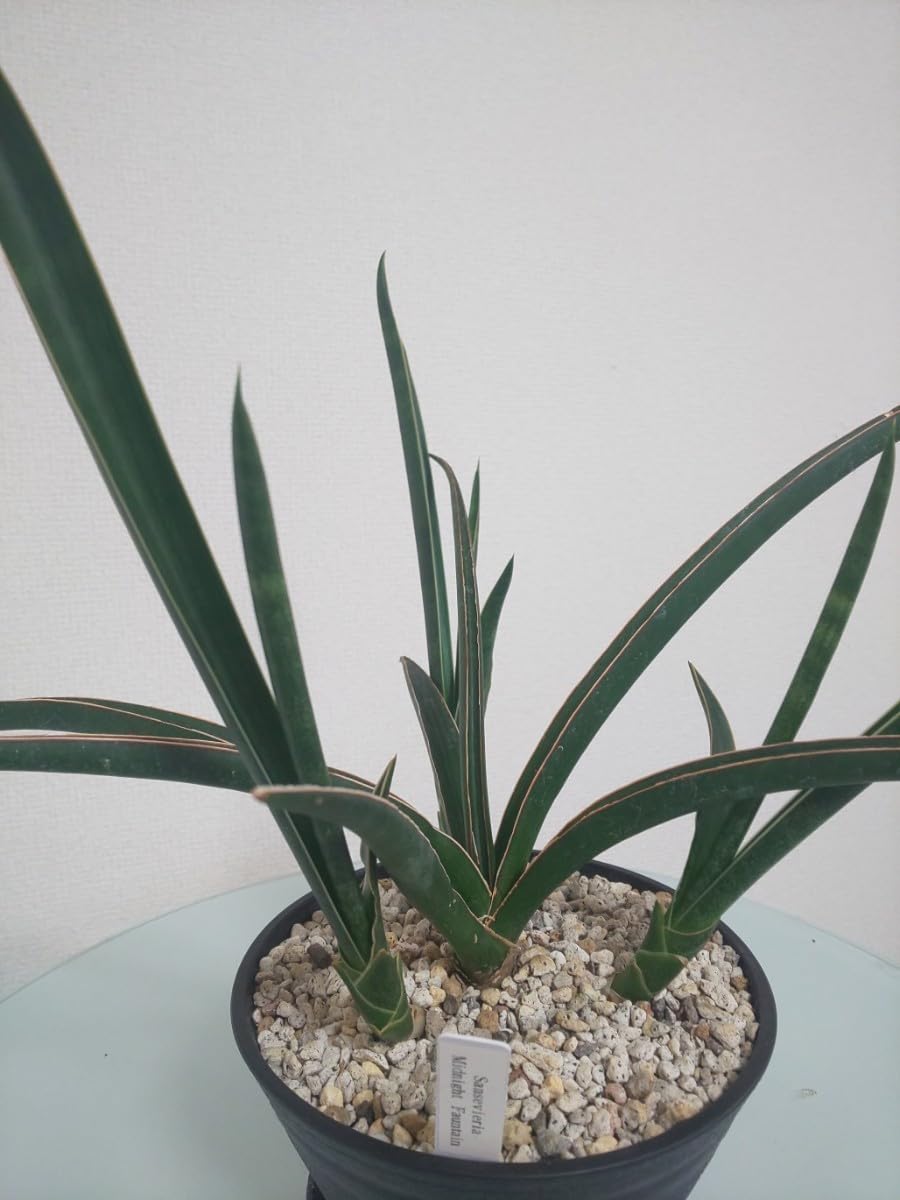 サンスベリア ミッドナイトファウンテン　ホワイトバリエガータ Amazon.co.jp: ミッドナイトファウンテン サンセベリア Sansevieria