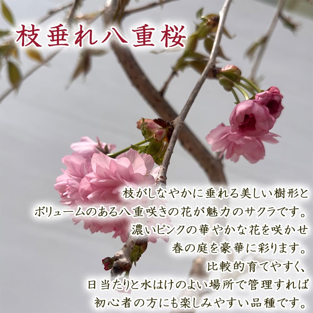 Amazon.co.jp: 選べる 枝垂れ桜 ポット苗 10.5cmポット 枝垂れ富士桜