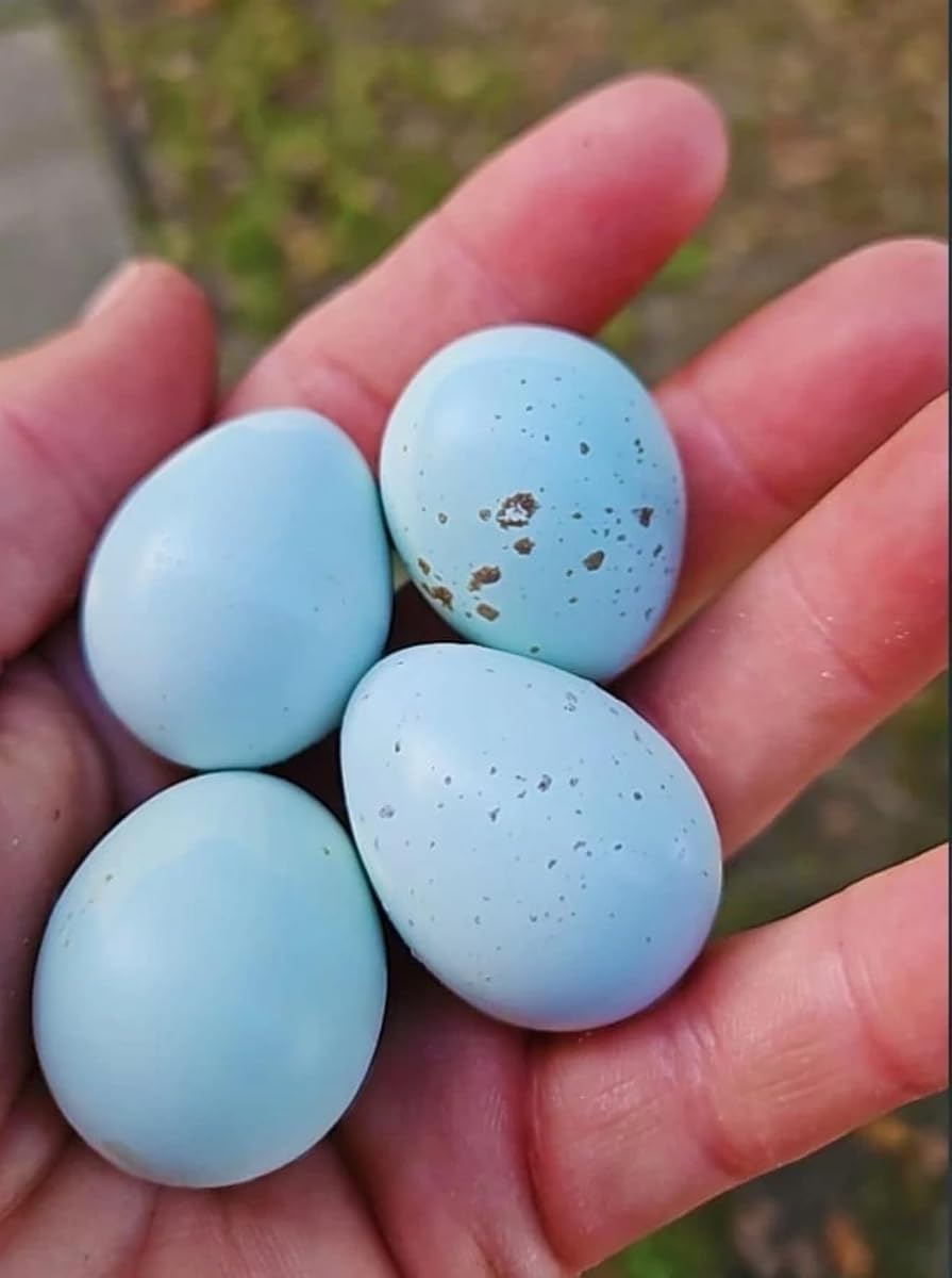 12 Showline Celadon Quail Hatching Eggs – Jumbo Showline Exotic Coturnix – Mixed Varieties – Farm Fresh & High Hatch Rate – LSJ Farms - Ultra Rare