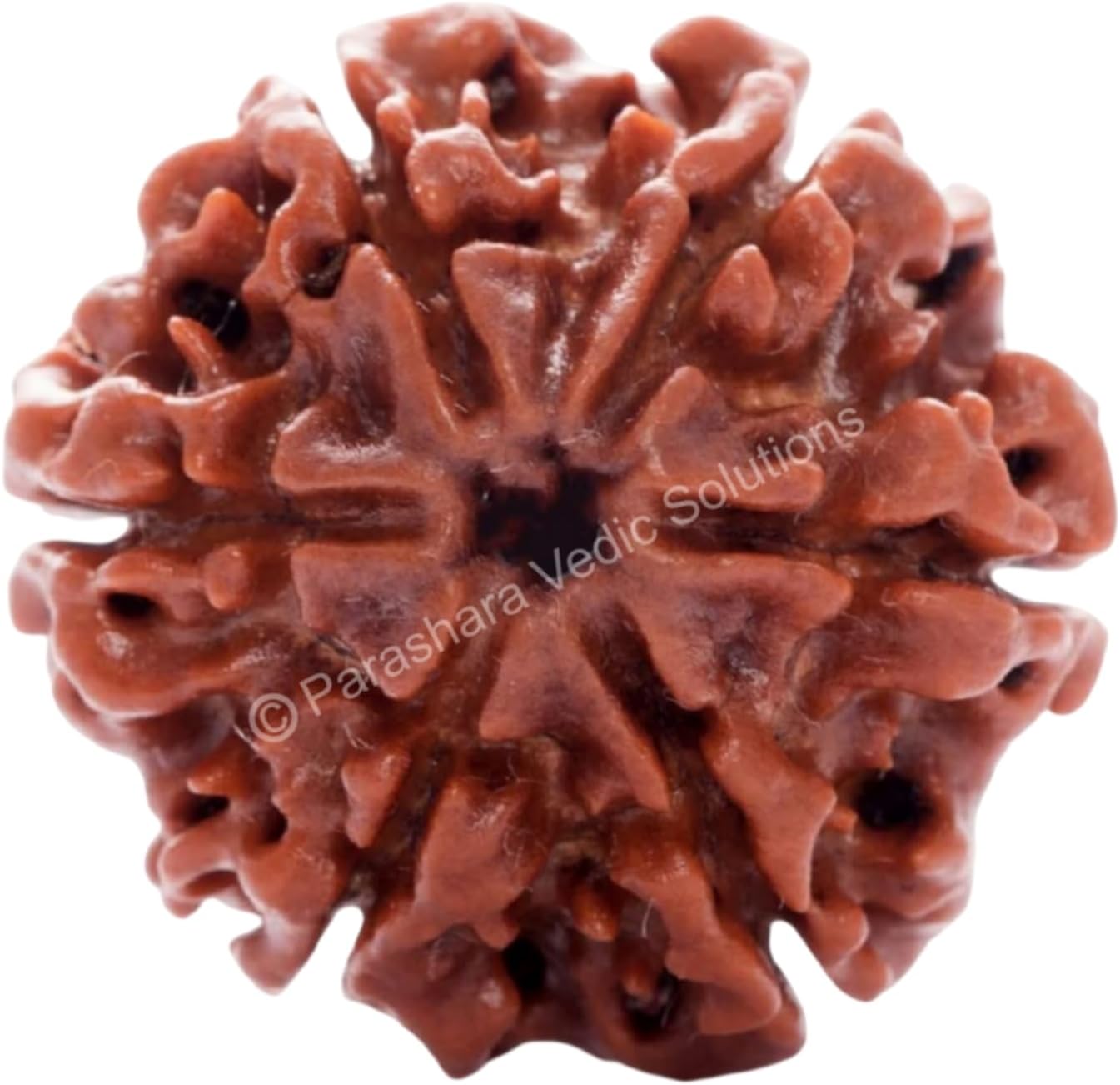 ARKAM Six Mukhi Rudraksha Certified/Original Nepali 6 Mukhi Rudraksh/Natural 6 Faced Rudraksha (Brown) with Certificate and Puja Instructions