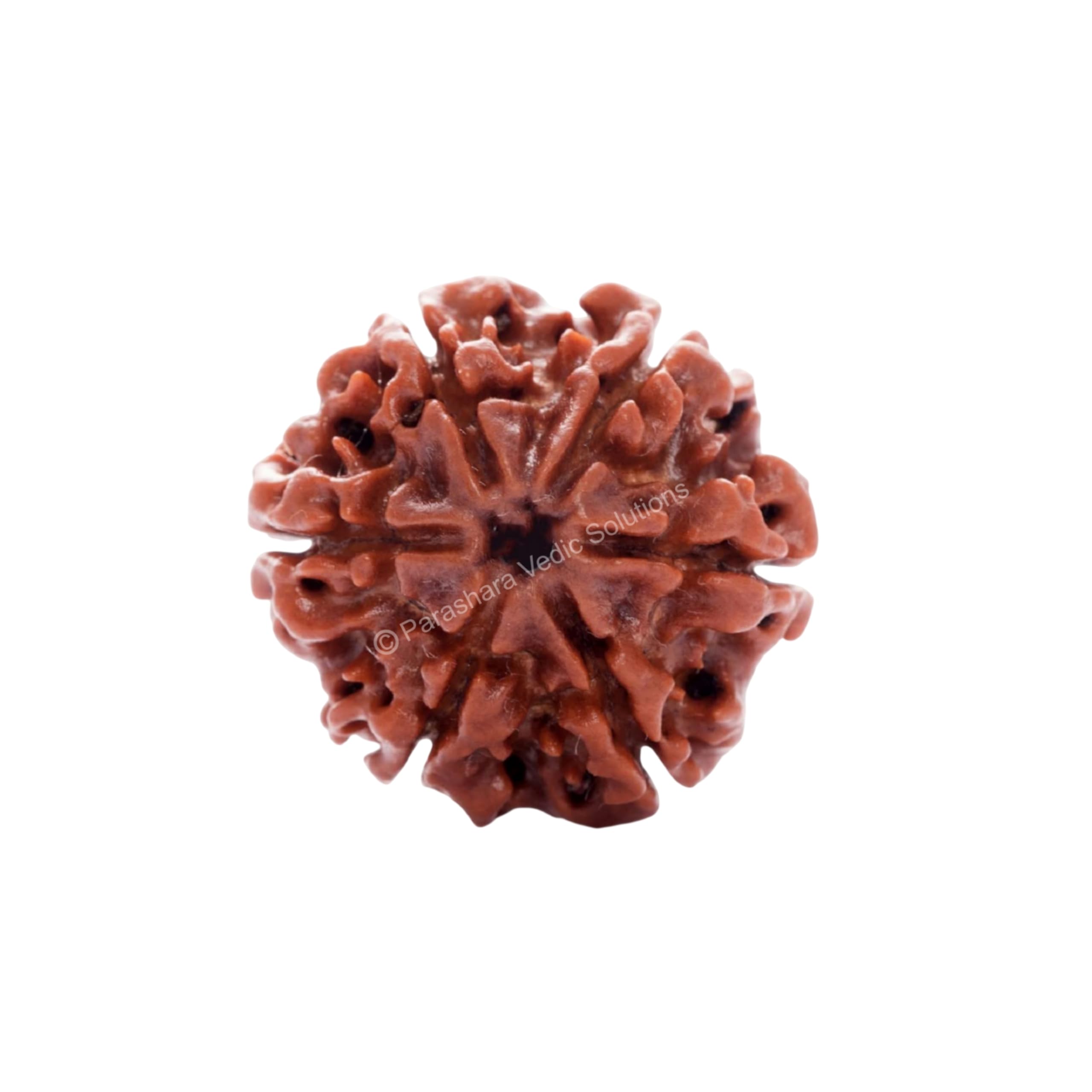 ARKAM Six Mukhi Rudraksha Certified/Original Nepali 6 Mukhi Rudraksh/Natural 6 faced Rudraksha (Brown) with Certificate and Puja Instructions