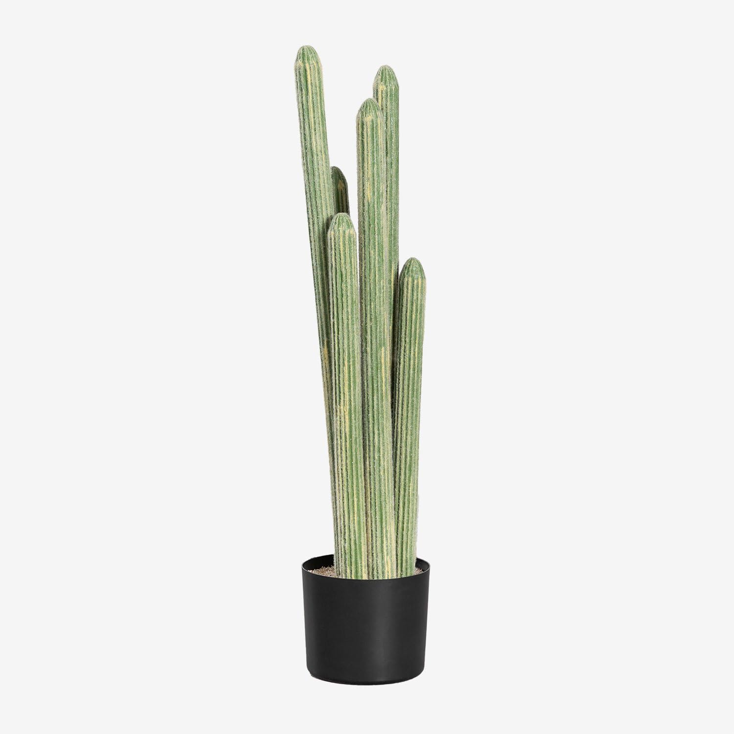 gummibaum englisch Gummibaum - Ficus elastica Tineke :27 H:90 cm