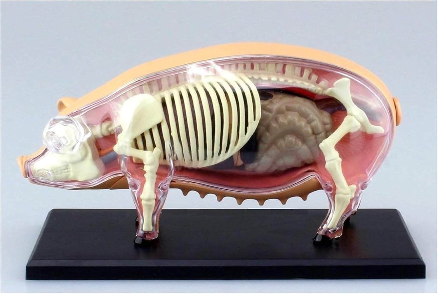 Pig Anatomy Model 4D, Animal, Detachable 19 Organs Body Parts Medical for Demonstration
