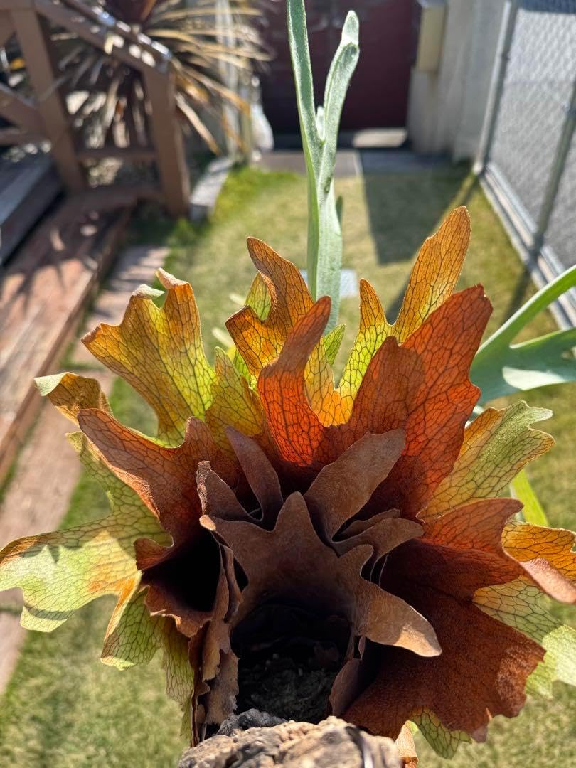 親株　ビカクシダ　オラモ　ORAMO veitchii コルク付 親株 ビカクシダ オラモ ORAMO veitchii コルク付 親株 ビカクシダ