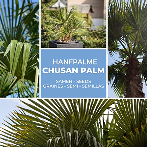 Hanfpalme Trachycarpus fortunei - Hanf Palmen Samen 10 Stück/Pack - Palmensamen - Winterhart bis -17 °C die frosthärteste Palmen weltweit