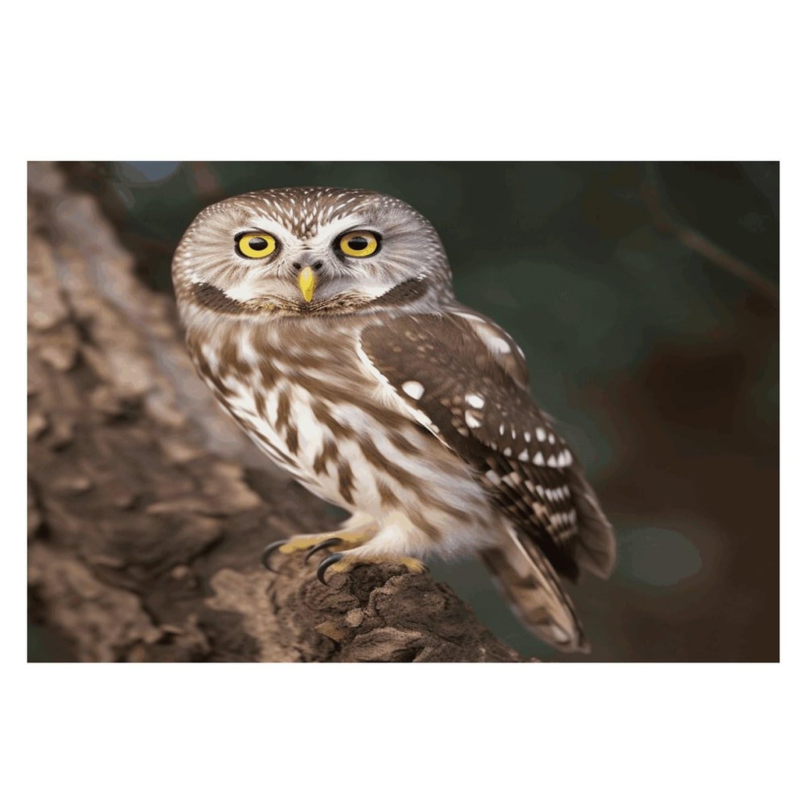 Wildlife Animal Owl Placemats Wipeable Heat Resistant Table Mats Washable Flax Place Mats Elegant Cloth Non-Slip Placemat for Kitchen Dinning Party Table Decor 12 * 18 in