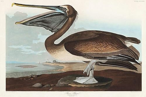 Posterazzi PDX53409LARGE - Póster impreso (36 x 24 pulgadas), diseño de Pelican John James Audubon, color marrón