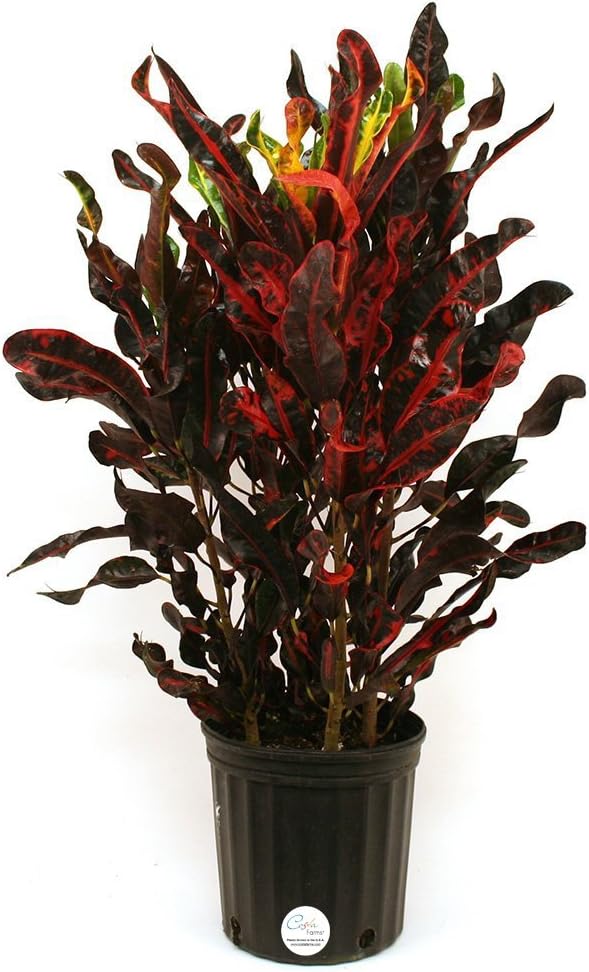 Costa Farms Croton Red Mammey Live Indoor Floor Plant in 8.75-Inch Grower Pot