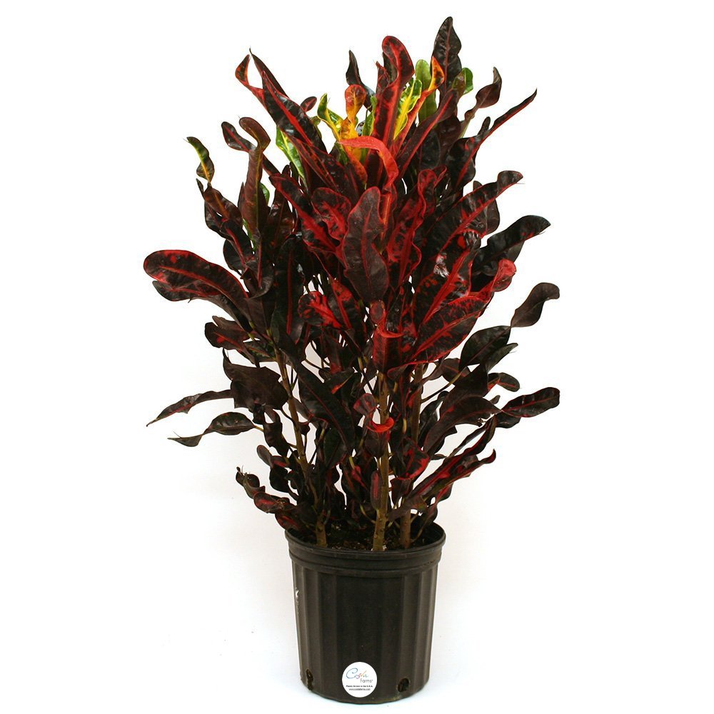 Costa Farms Croton Red Mammey Live Indoor Floor Plant in 8.75-Inch Grower Pot