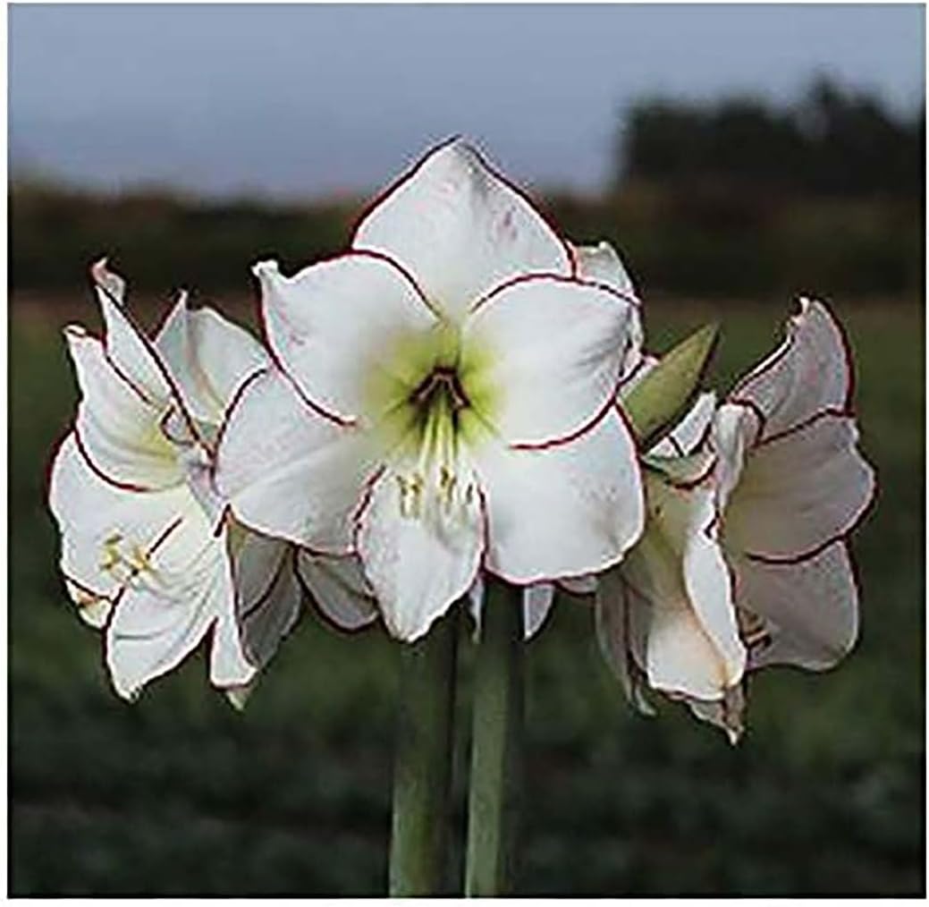 Picasso White Amaryllis Bulb – Large Bulb for Planting, Pink/Red Edges, 4-8 Blooms, 16–24" Tall – Elegant Indoor & Outdoor Plant – Low-Maintenance Amaryllis Bulb (Not in Wax)