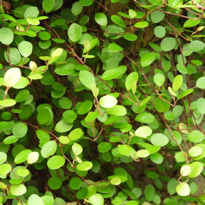 Amazon.co.jp: ワイヤープランツ 【40Potセット】 下草苗 : DIY