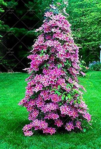 100 Seeds Rare Holland Rainbow Rose Flower Lover Multi-Color Seeds Home Garden Rare Rainbow Rose Flower Seeds Bonsai Seeds