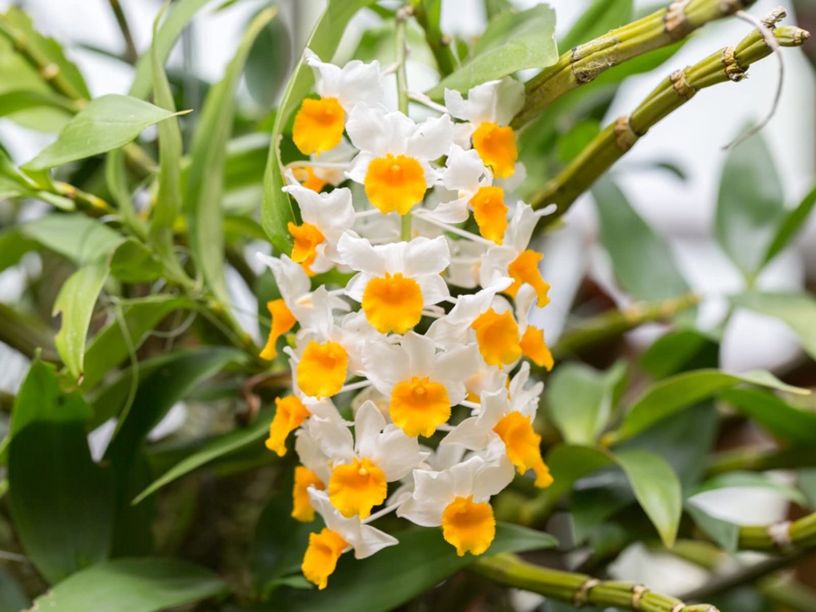Royal Paradise Garden Rare DENDROBIUM Live Orchid Plant - WITHOUT FLOWERS .Seedling Live Plant (1 Healthy Live Plant) (B094C4QSZY) Amazon Price History, Amazon Price Tracker