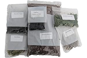 Terrarium/Fairy Garden Kit - Build Your Own Living Terrarium