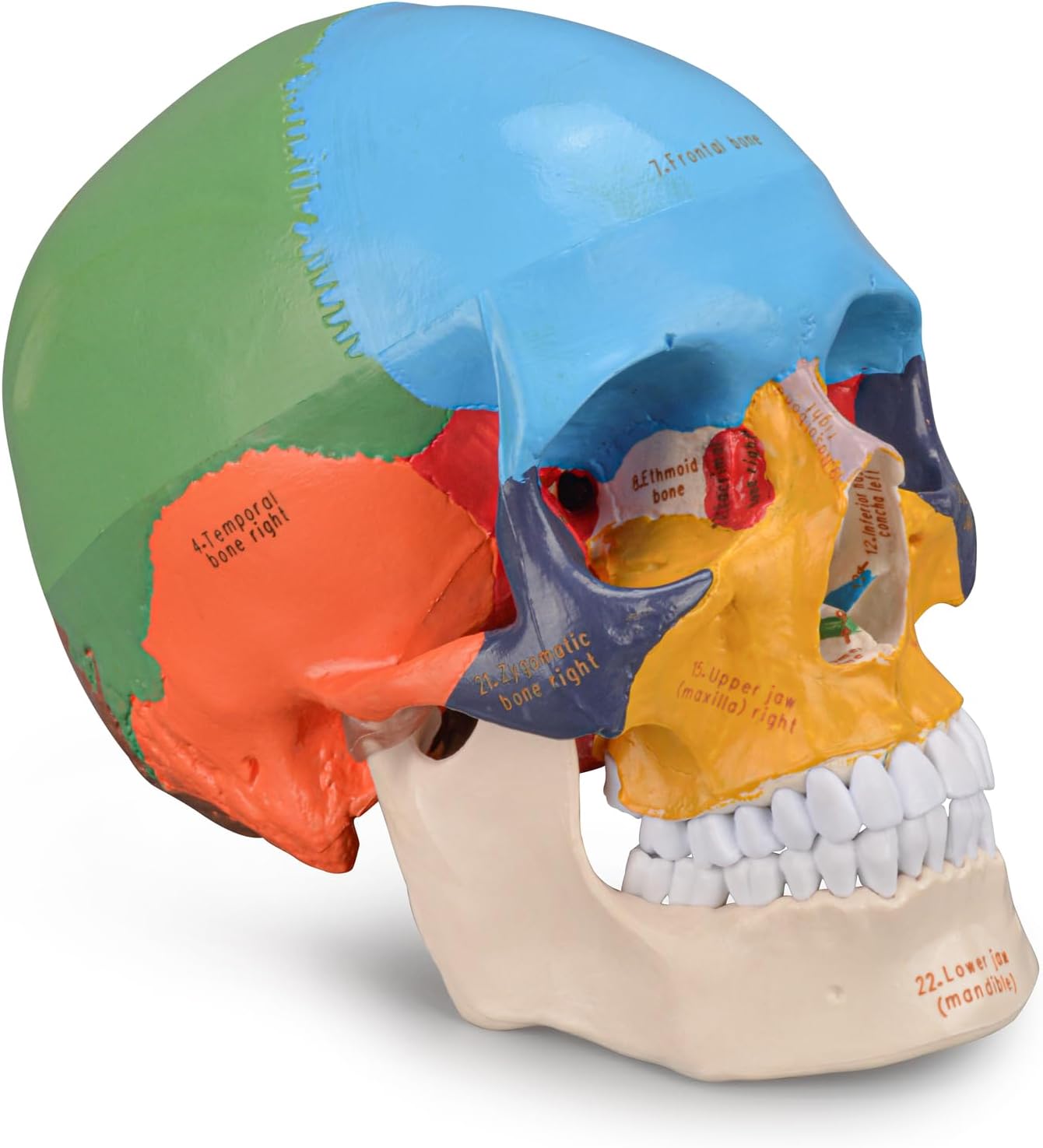 Upgraded Life Size Human Colored Head Skull Anatomical Model with Newest Laser-Etched Fonts for Medical Student Human Anatomy Study Course Demonstration
