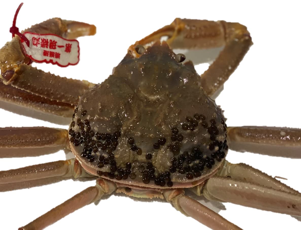 境港直送スーパーでは絶対に買えない松葉ガニ（ズワイガニ） Amazon.co.jp: 山陰境港 活カニ 松葉ガニ タグ付き 山陰日本海産