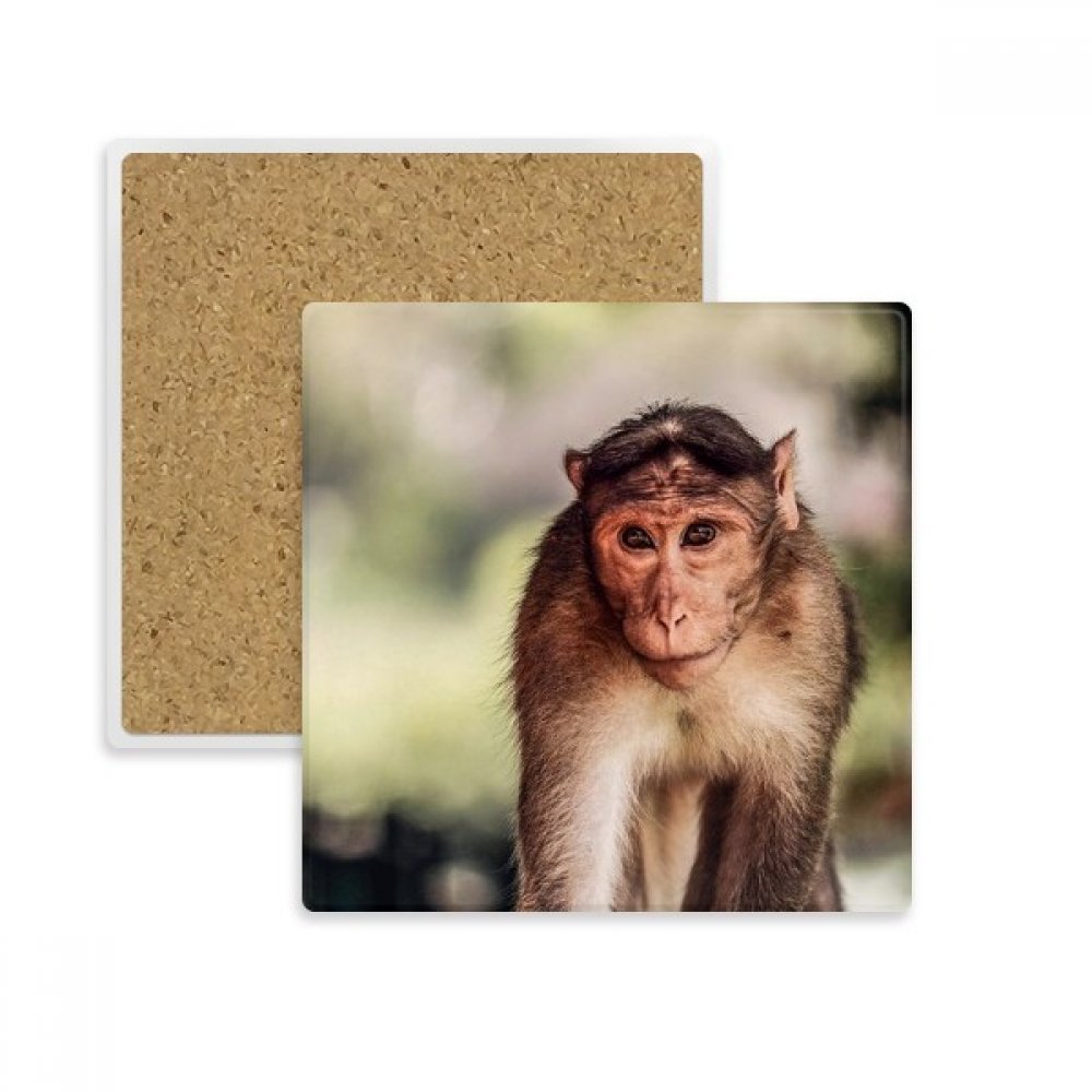 Coaster tasse absorbant en pierre avec imprimé animal sauvage coloré