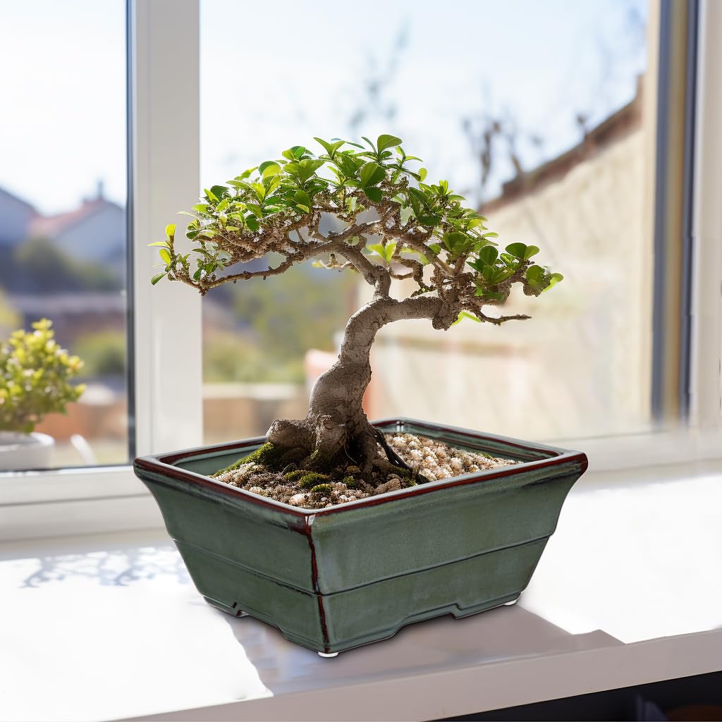 Oairse Zestaw 2 ceramicznych doniczek bonsai z otworami drenażowymi, do japońskich roślin pokojowych bonsai, dekoracja retro do zestawów pojemników ogrodowych na zewnątrz, średnica otworu 25,5 cm