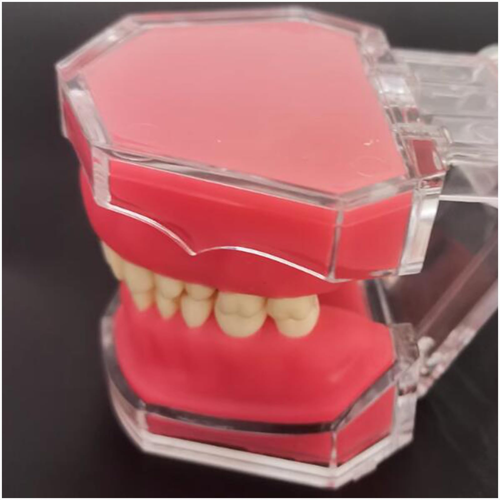 Modello di Estrazione Dentale, Modello Dentale in Resina a Bocca Intera, per la Comunicazione Pratica, Ornamenti clinici, sussidi didattici per l'odontoiatria