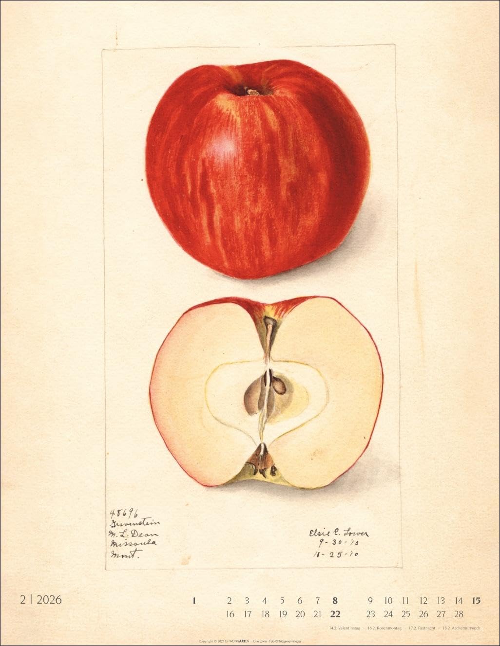 Alte Sorten Kalender 2026: Dekorativer Wandkalender mit historischen Zeichnungen. Die Klassiker im Obstgarten in Szene gesetzt: Natur- und Food-Kalender im Format 34 x 44 cm