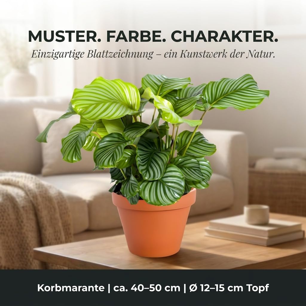 Blume Ideal Kalathea + 4 x cynkowa doniczka | Kalathea | ok. 40-50 cm | Ø 12-15 cm doniczka | łatwe w pielęgnacji rośliny pokojowe do mieszkania i biura | jakość profesjonalnych roślin | idealne