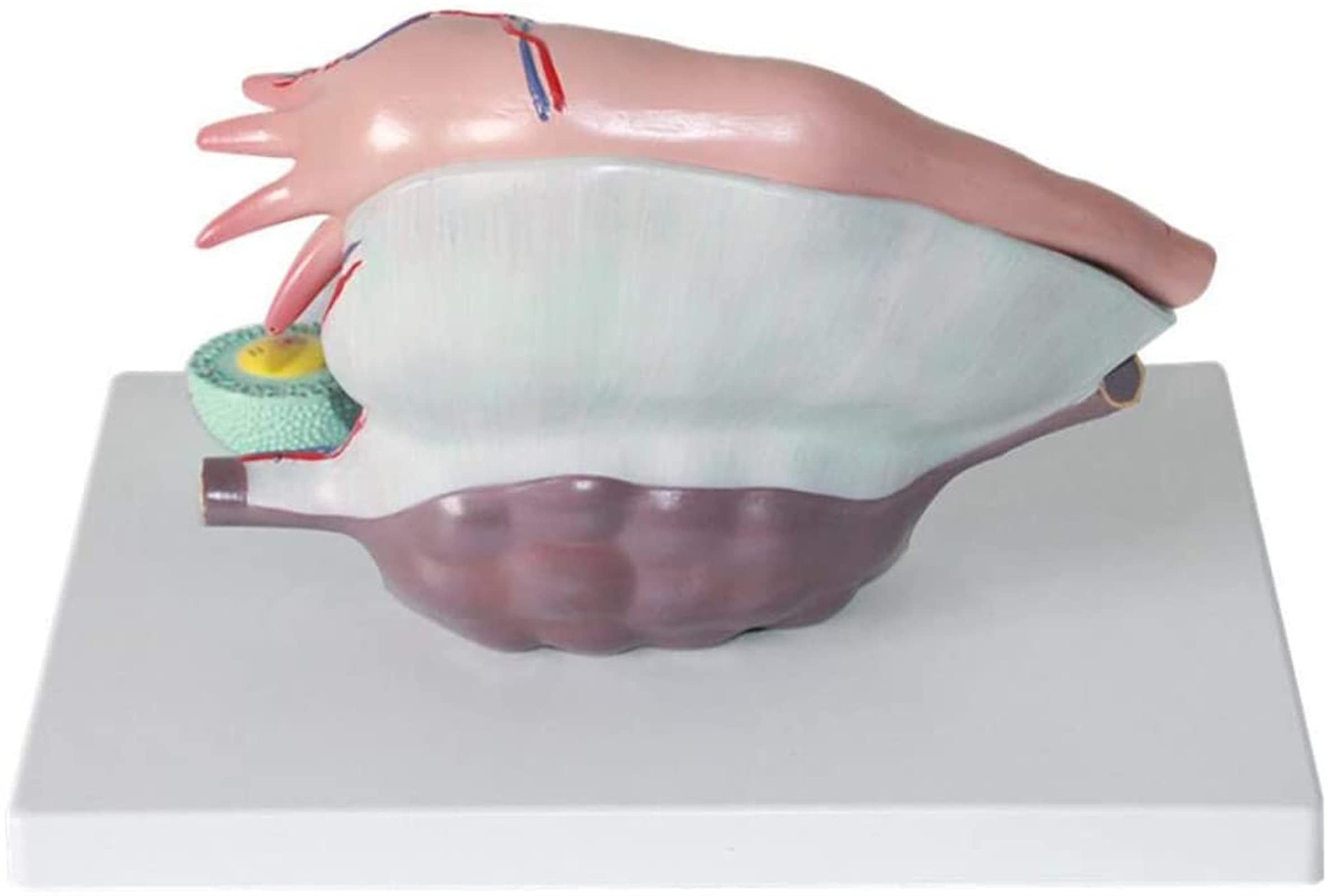 Model Badania Anatomii Macicy Model Powiększenia Jajnika Model Skóry I Układu Płciomoczowego Medyczna Pomoc Edukacyjna, Modele Medyczne Materiały Edukacyjne
