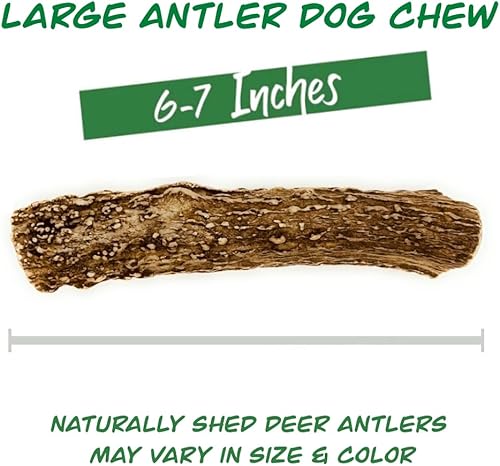 Miniatura 4 de Deer Valley - Masticables para perros (individual gigante, de 8 a 10 pulgadas), cornamenta de ciervo de origen sostenible para razas extra grandes,