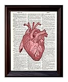 Anatomical Human Heart in Red- Printed on Upcycled Vintage Dictionary Paper - 8