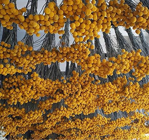 TooGet Natural Craspedia Dried Flowers Yellow Billy Buttons Balls Bouquet Bundles, Real Freshly Harvested Dry Plant Bunch Arrangements Decorate for Home Crafts, Party, Wedding, Store
