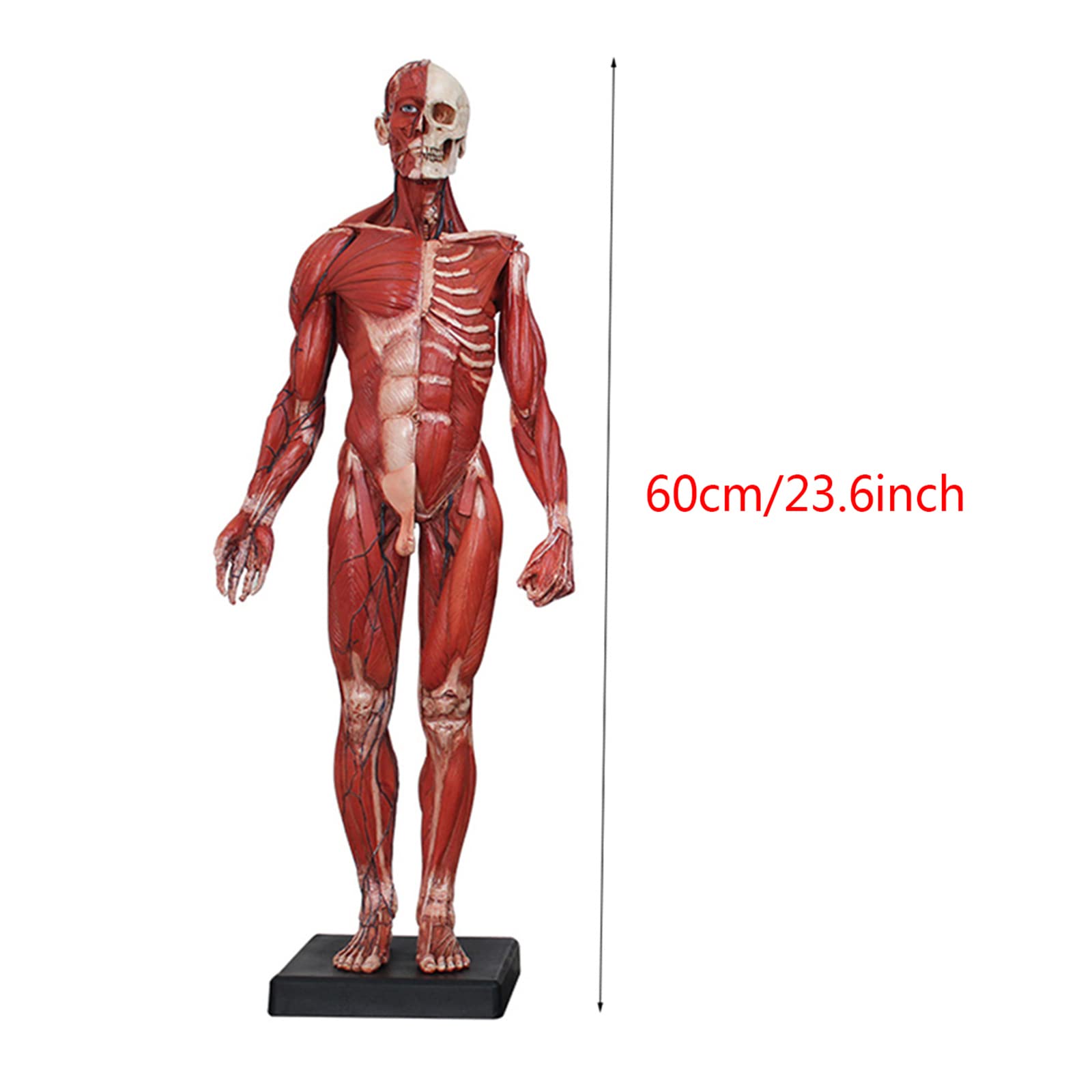 Amazon.co.jp: 人体解剖図 - 23.6インチ 筋肉解剖モデル - 人体 筋骨格