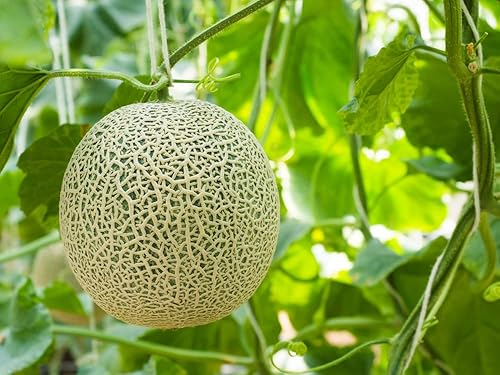 Miniatura 4 de Semillas de melón "Hearts of Gold" para plantar, más de 50 semillas de reliquia por paquete, semillas de jardín de Isla (semillas de jardín de