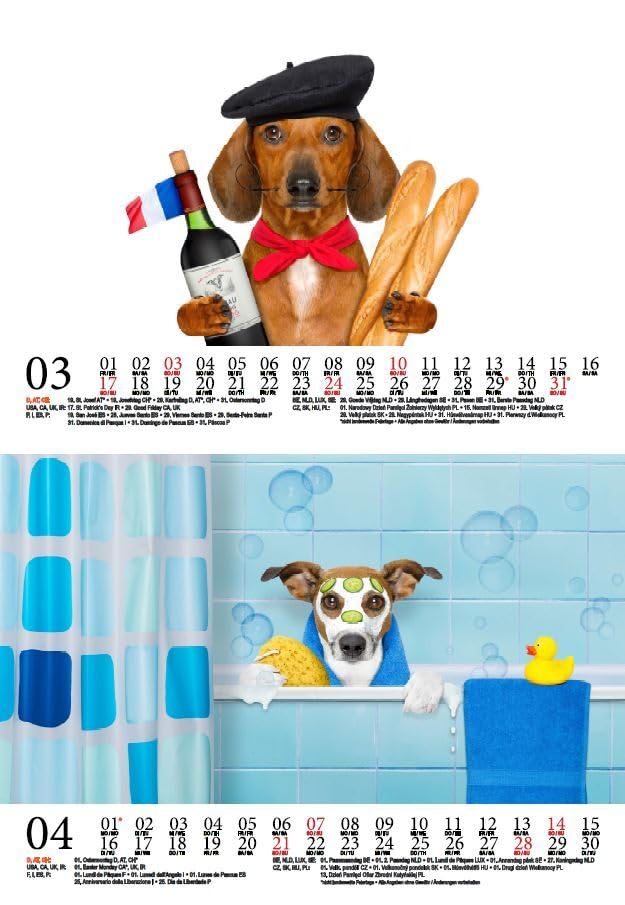 Tierzauber Funny Dogs DIN A5 Wall Calendar for 2024 Dogs Puppies Seelenzauber, multicoloured - Image 3