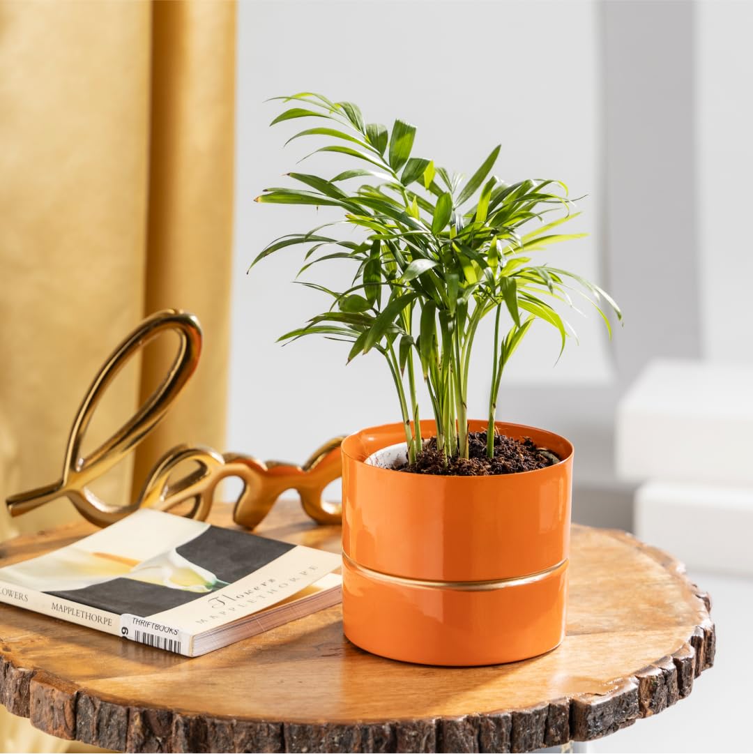 See full amazon price history chart for Floral Boutique Bamboo Palm Plant with Metal Pot in Orange, Live Indoor Plants for Living Room, Plant Stand for Balcony, Stylish Pots for Indoor Plants and Décor Floral Boutique Bamboo Palm Plant with Metal Pot in Orange, Live Indoor Plants for Living Room, Plant Stand for Balcony, Stylish Pots for Indoor Plants and Décor (B0D8H1N33D) Amazon Price History, Amazon Price Tracker